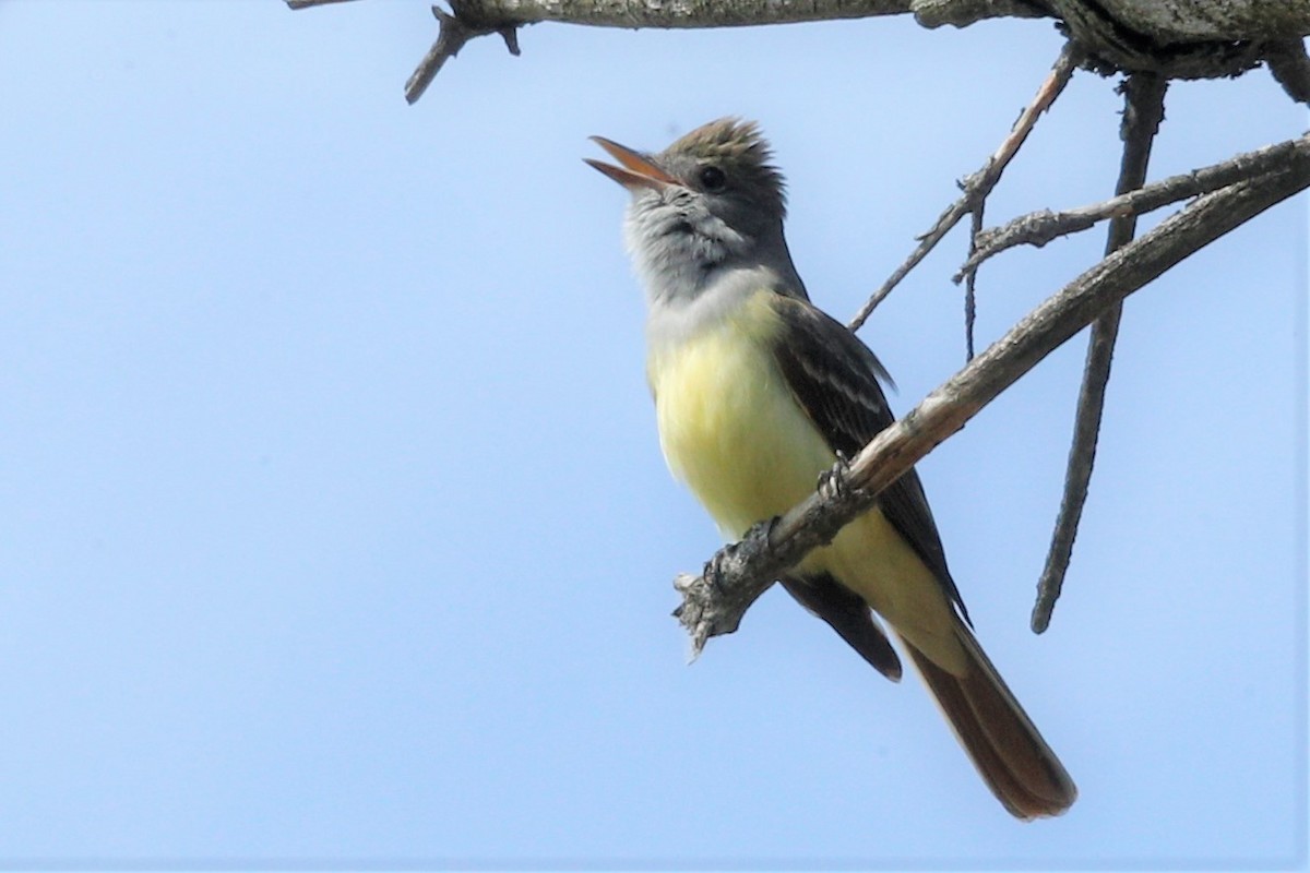 Great Crested Flycatcher - ML485946411