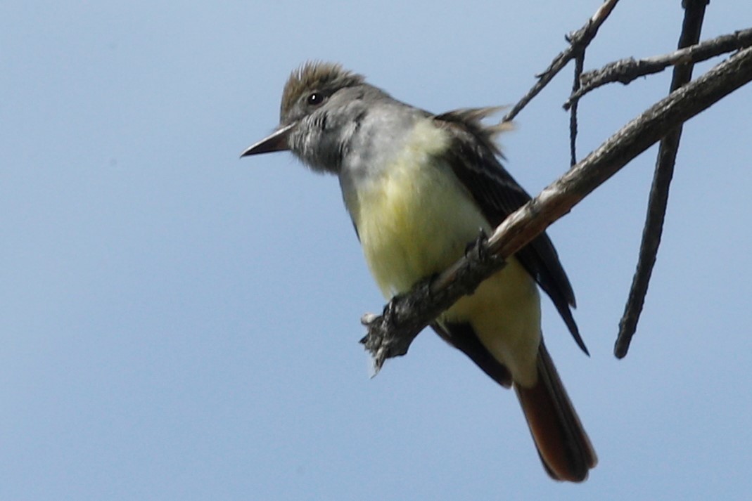 Great Crested Flycatcher - ML485946421