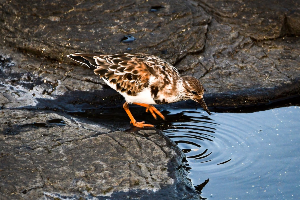 Ruddy Turnstone - ML485946471