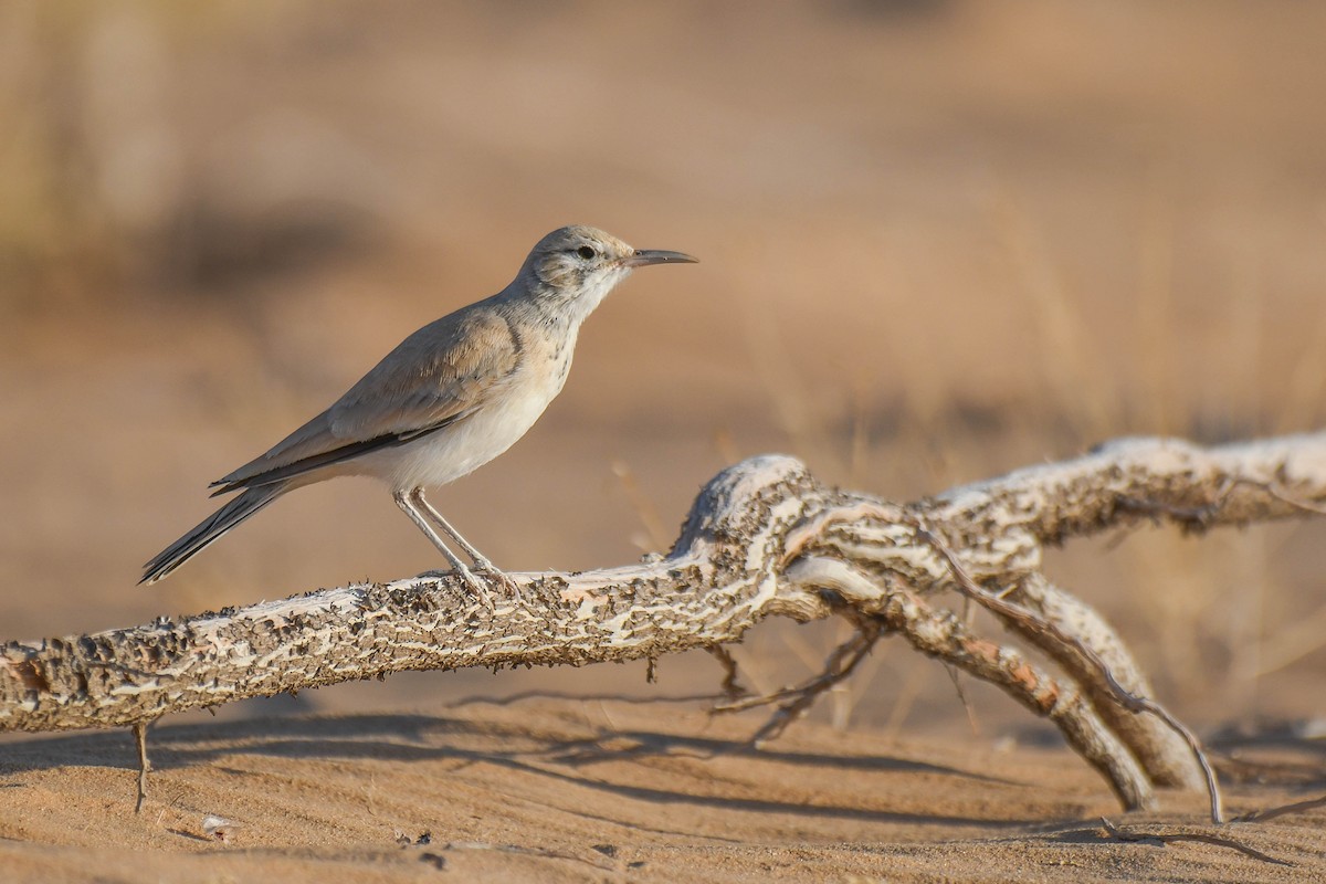 Greater Hoopoe-Lark (Mainland) - Itamar Donitza