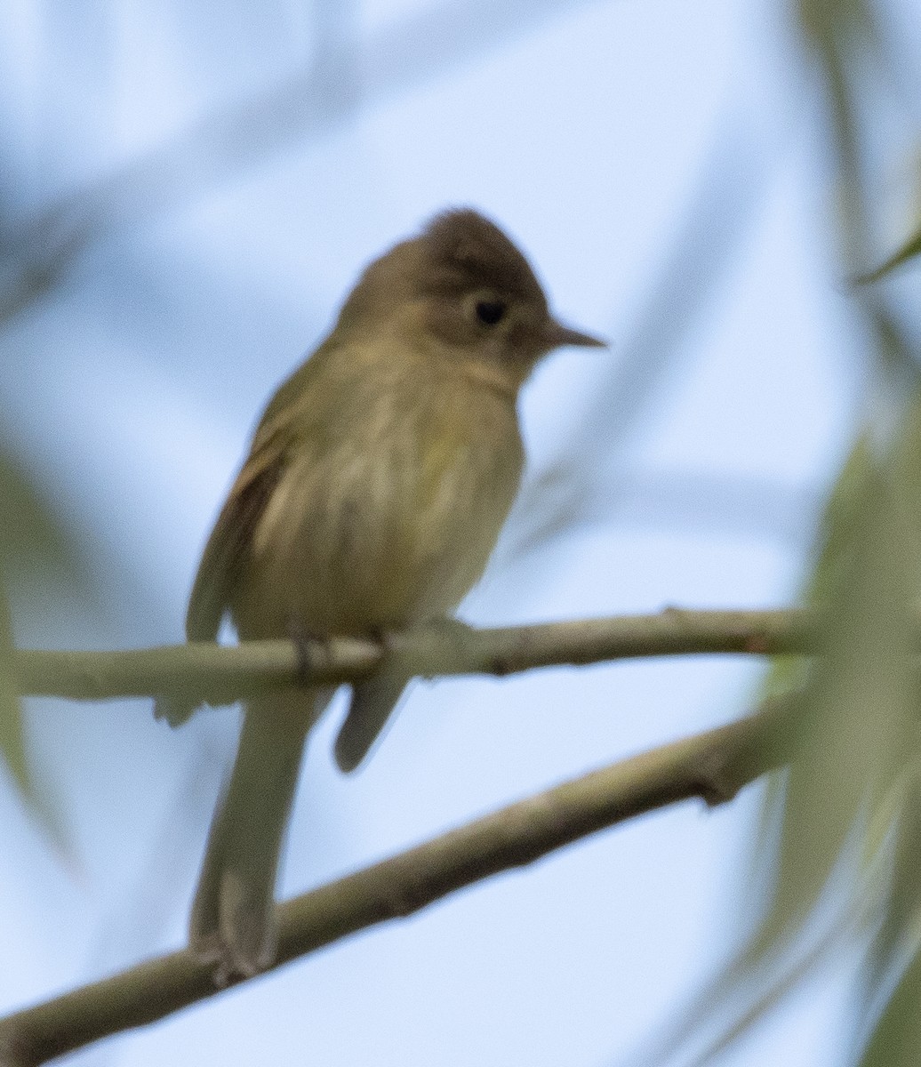 Western Flycatcher (Pacific-slope) - ML485947651