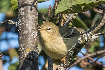 Blackpoll Warbler - John Taylor