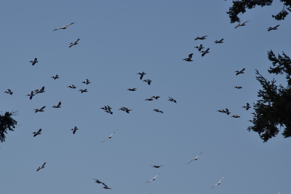 American White Pelican - ML485949661