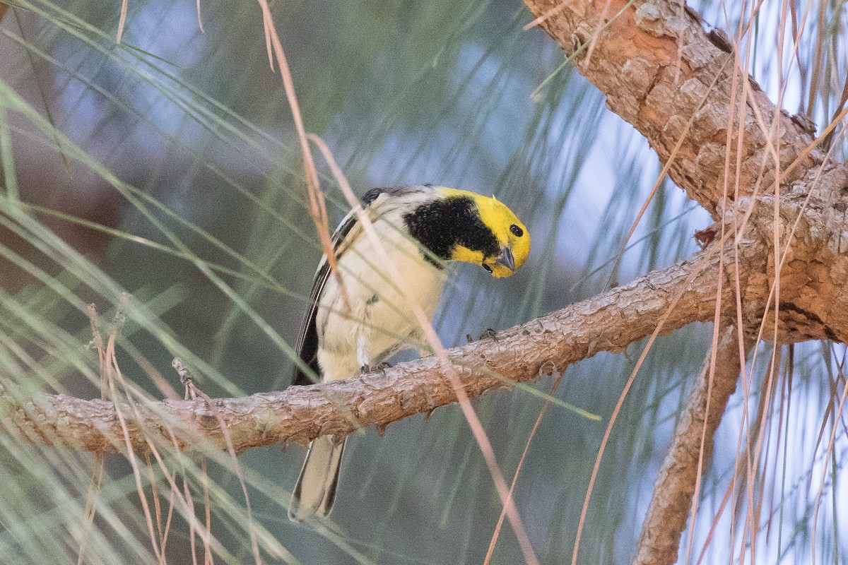 Hermit Warbler - Brad Dawson