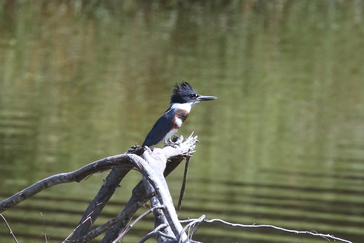 Belted Kingfisher - ML485951931
