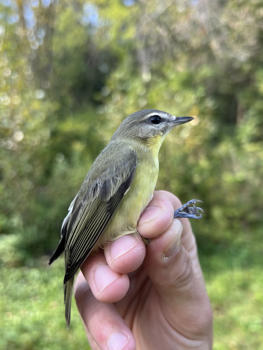 Philadelphia Vireo - Noah Price