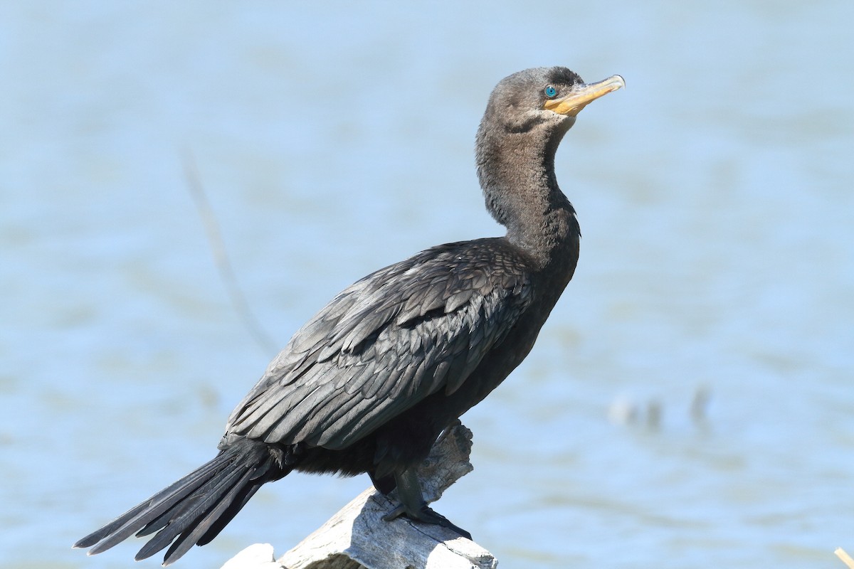 Neotropic Cormorant - James McKenzie