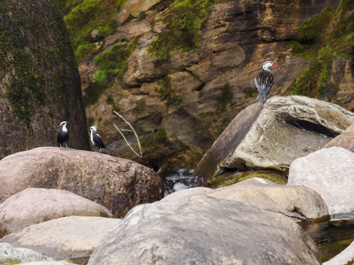 andesfossekall (leucocephalus) - ML485952421