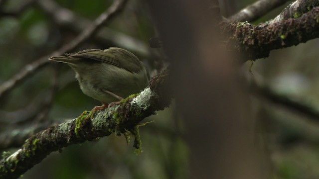 Akikiki de Kauai - ML485953