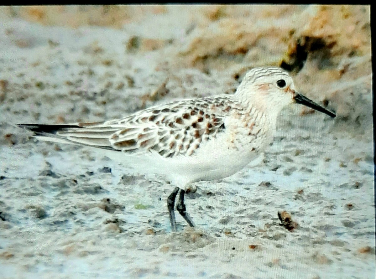 Baird's Sandpiper - ML485953271