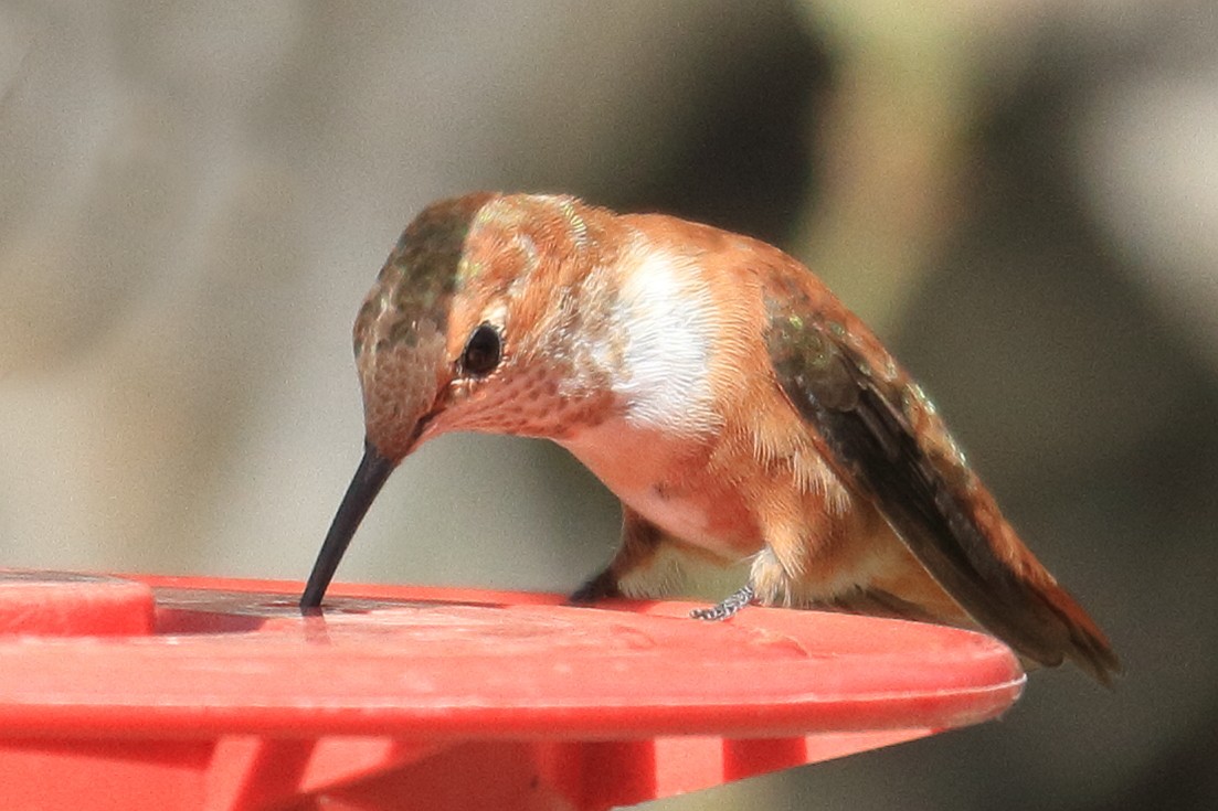 Rufous Hummingbird - ML485954381