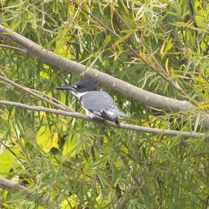 Belted Kingfisher - ML485955831