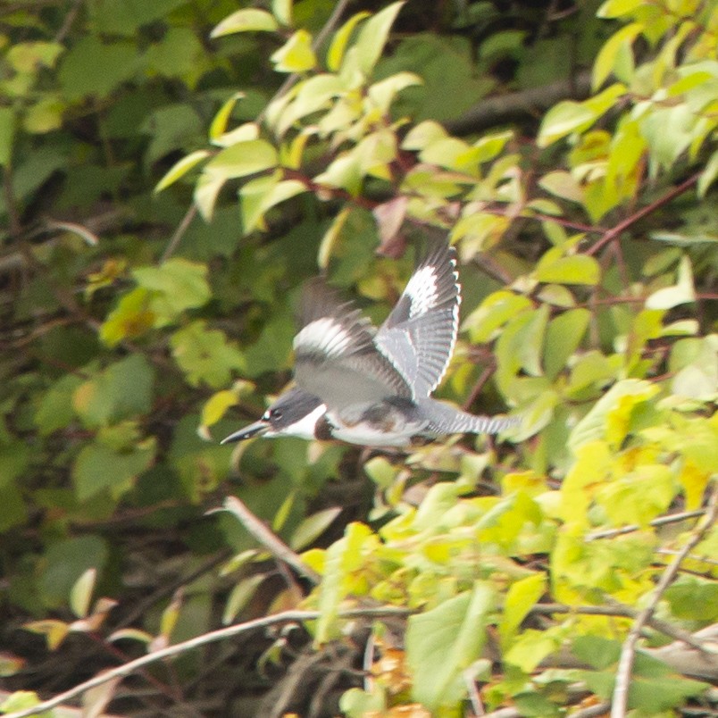 Belted Kingfisher - ML485955841