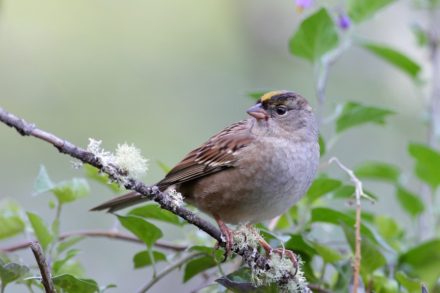 Golden-crowned Sparrow - Dwight Porter