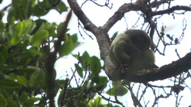 Weißkehl-Kleidervogel - ML485956