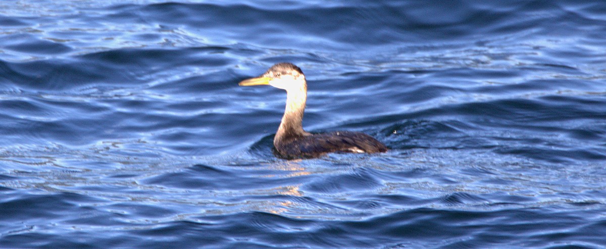 Red-necked Grebe - ML485957661