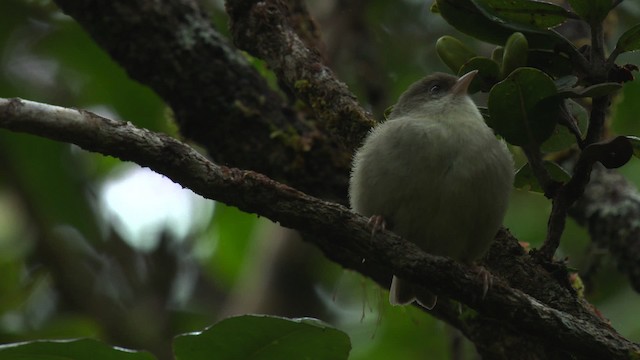 Akikiki de Kauai - ML485960