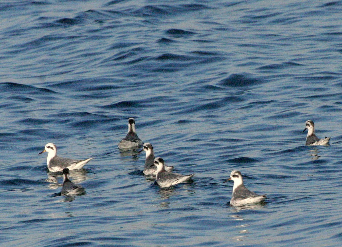 Red Phalarope - Pierre Howard