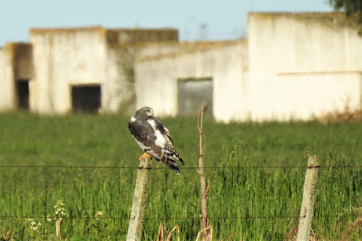 Long-winged Harrier - ML485960431