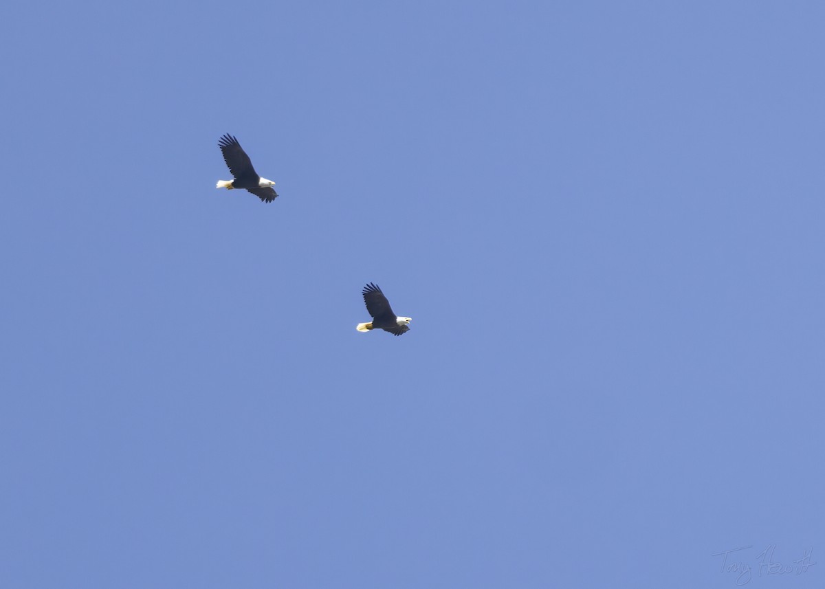 Bald Eagle - ML485960501