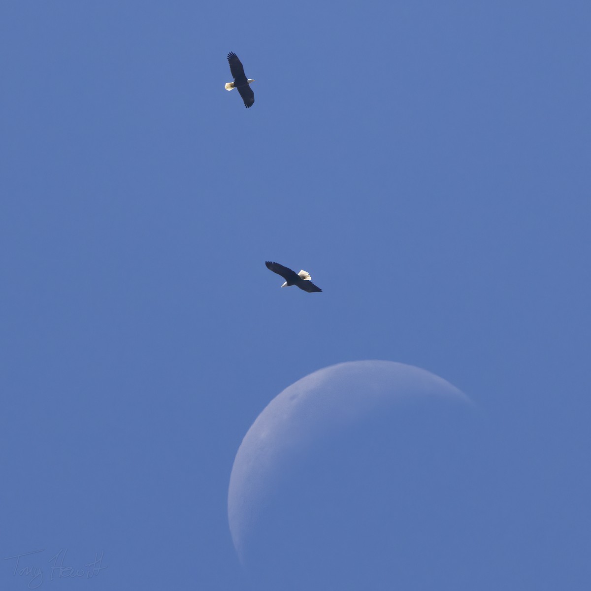 Bald Eagle - ML485960511