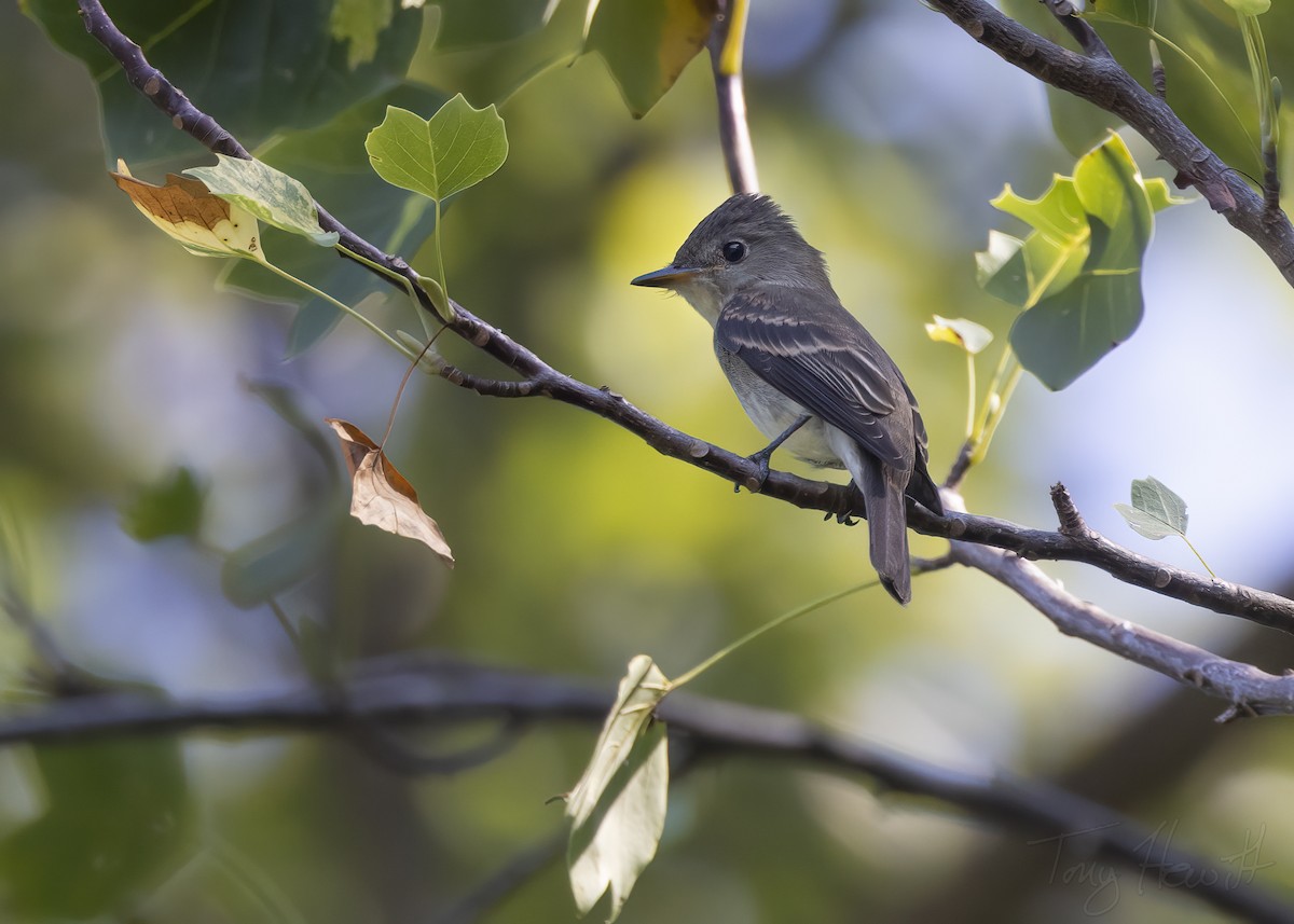 Eastern Wood-Pewee - ML485960541