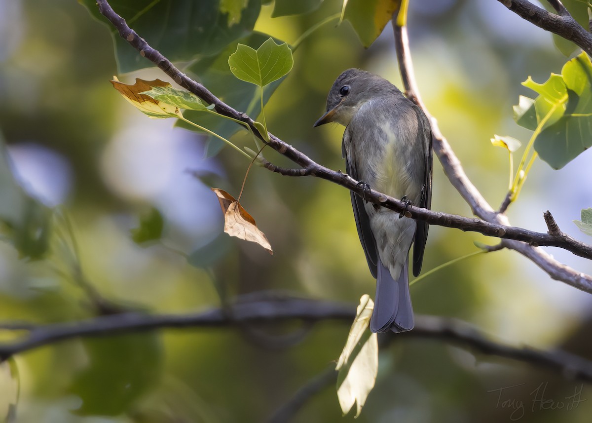 Eastern Wood-Pewee - ML485960551