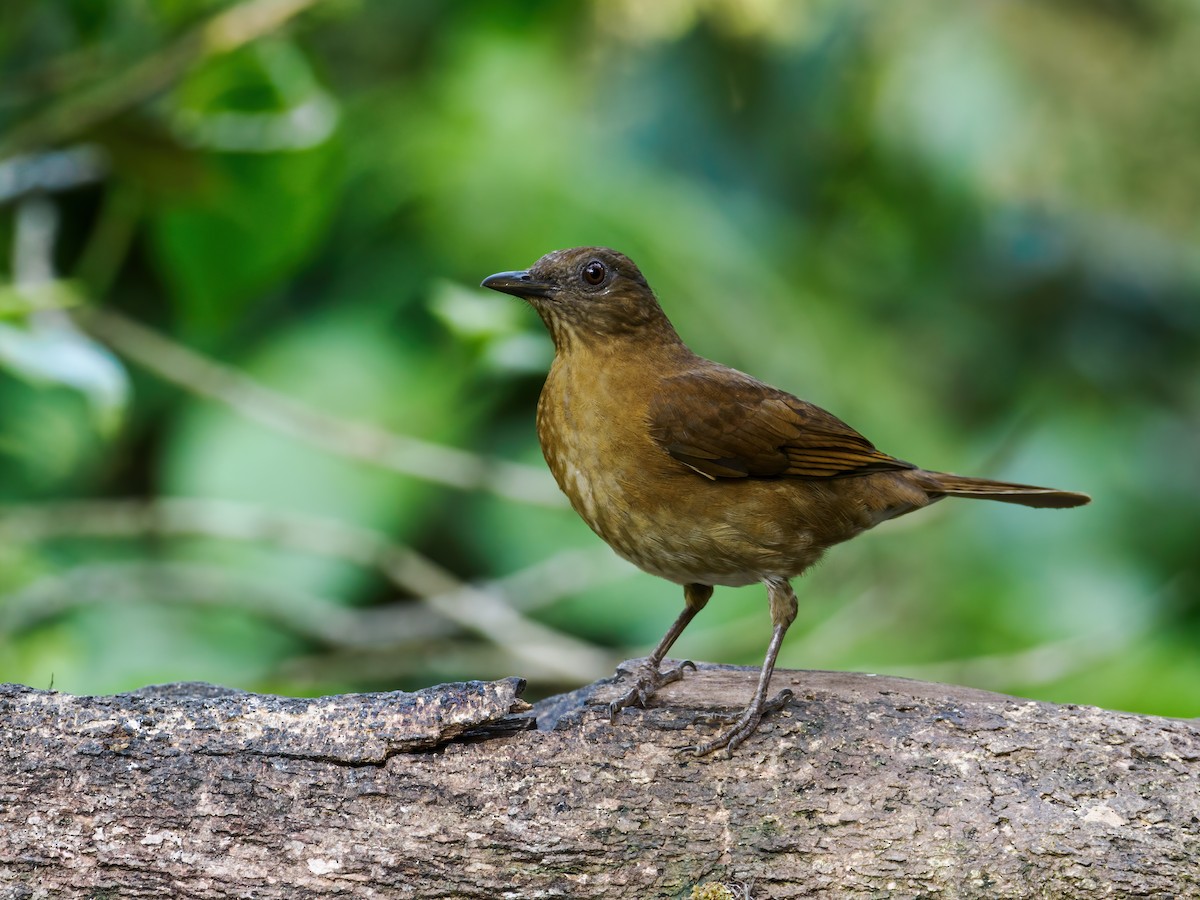 Hauxwell's Thrush - ML485962211