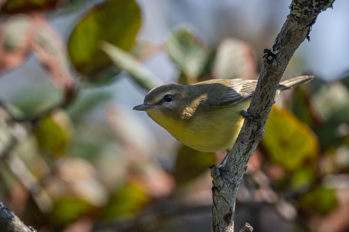 Philadelphia Vireo - ML485963001