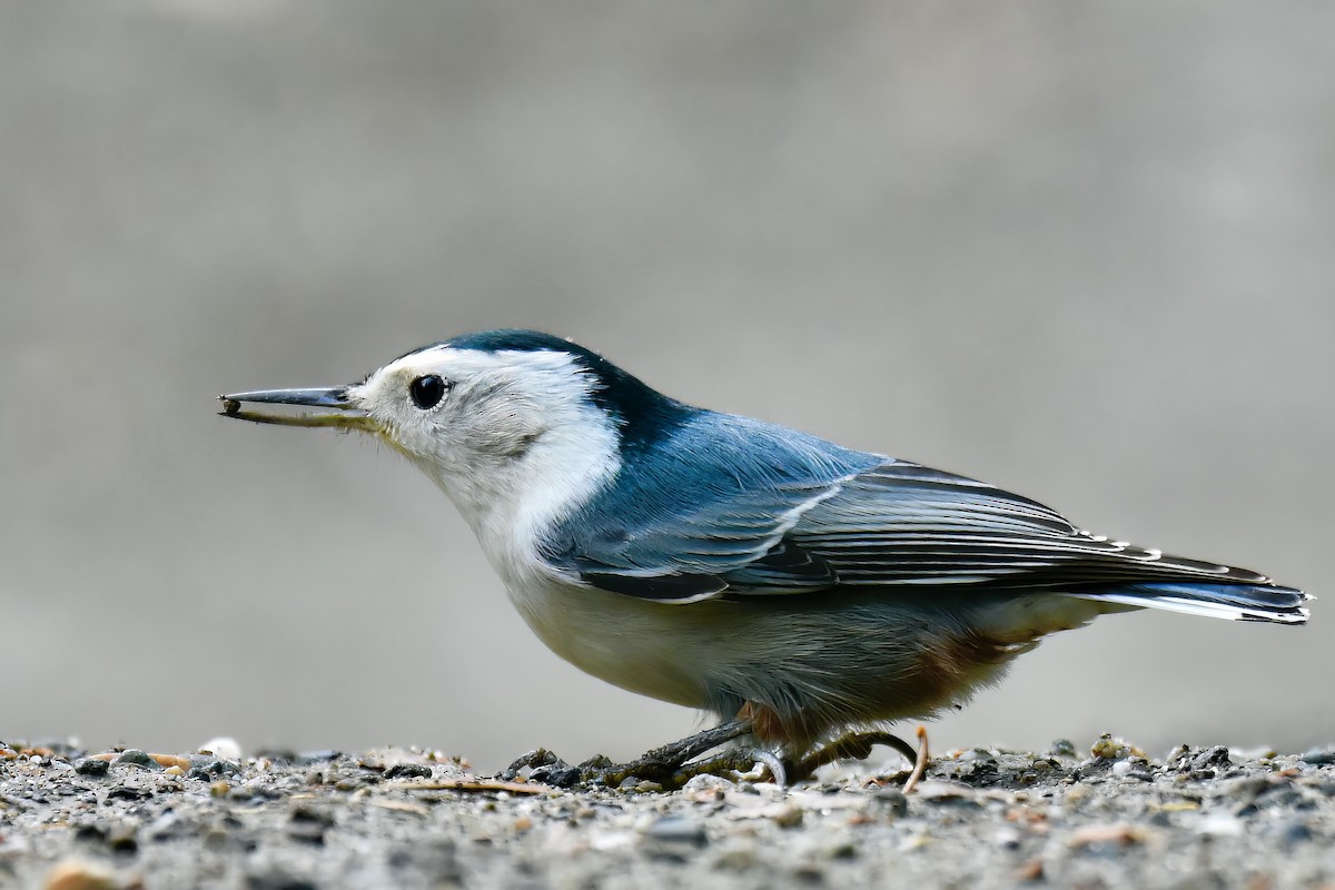 White-breasted Nuthatch - George Gibbs