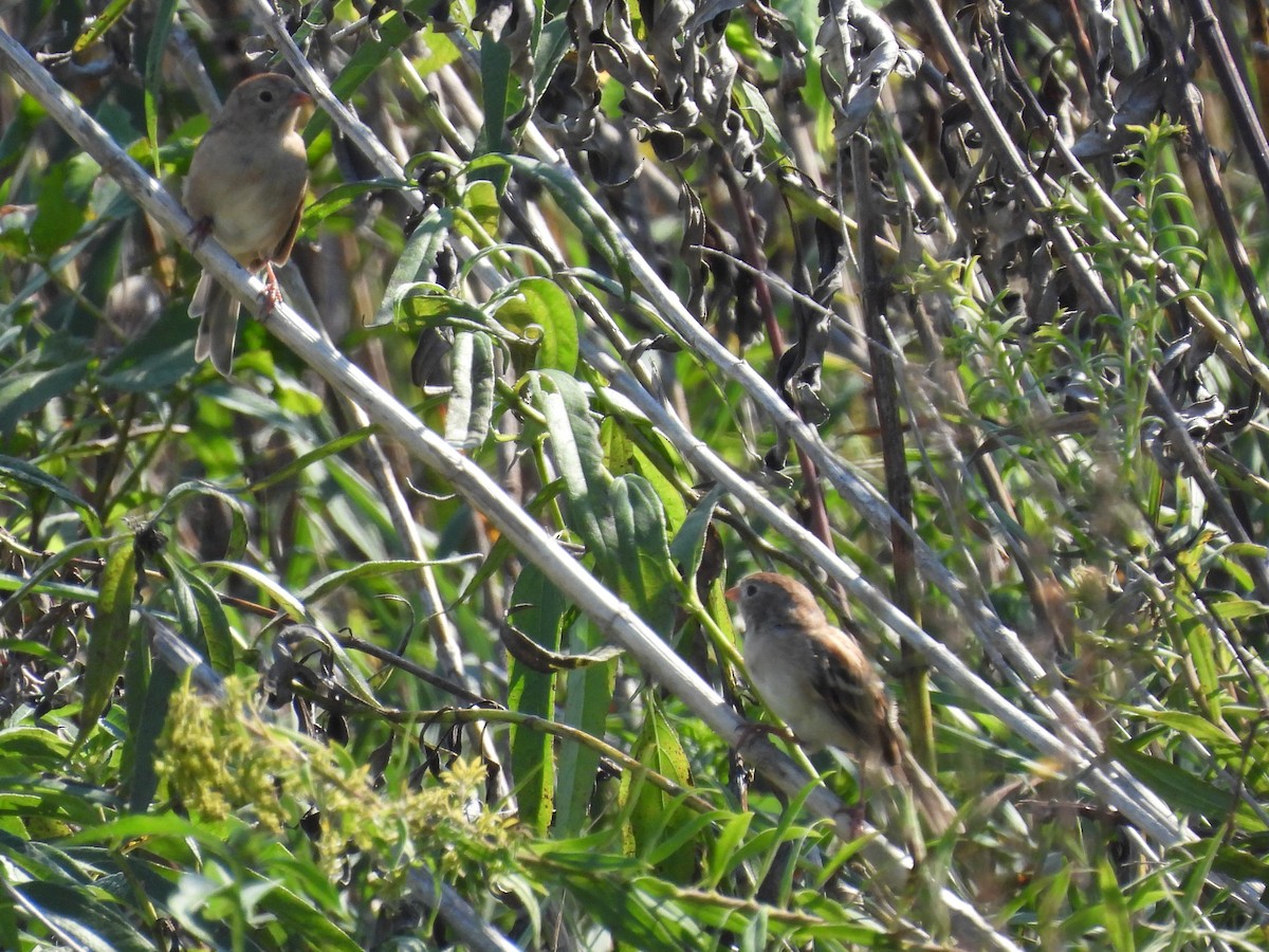 Field Sparrow - ML485964241
