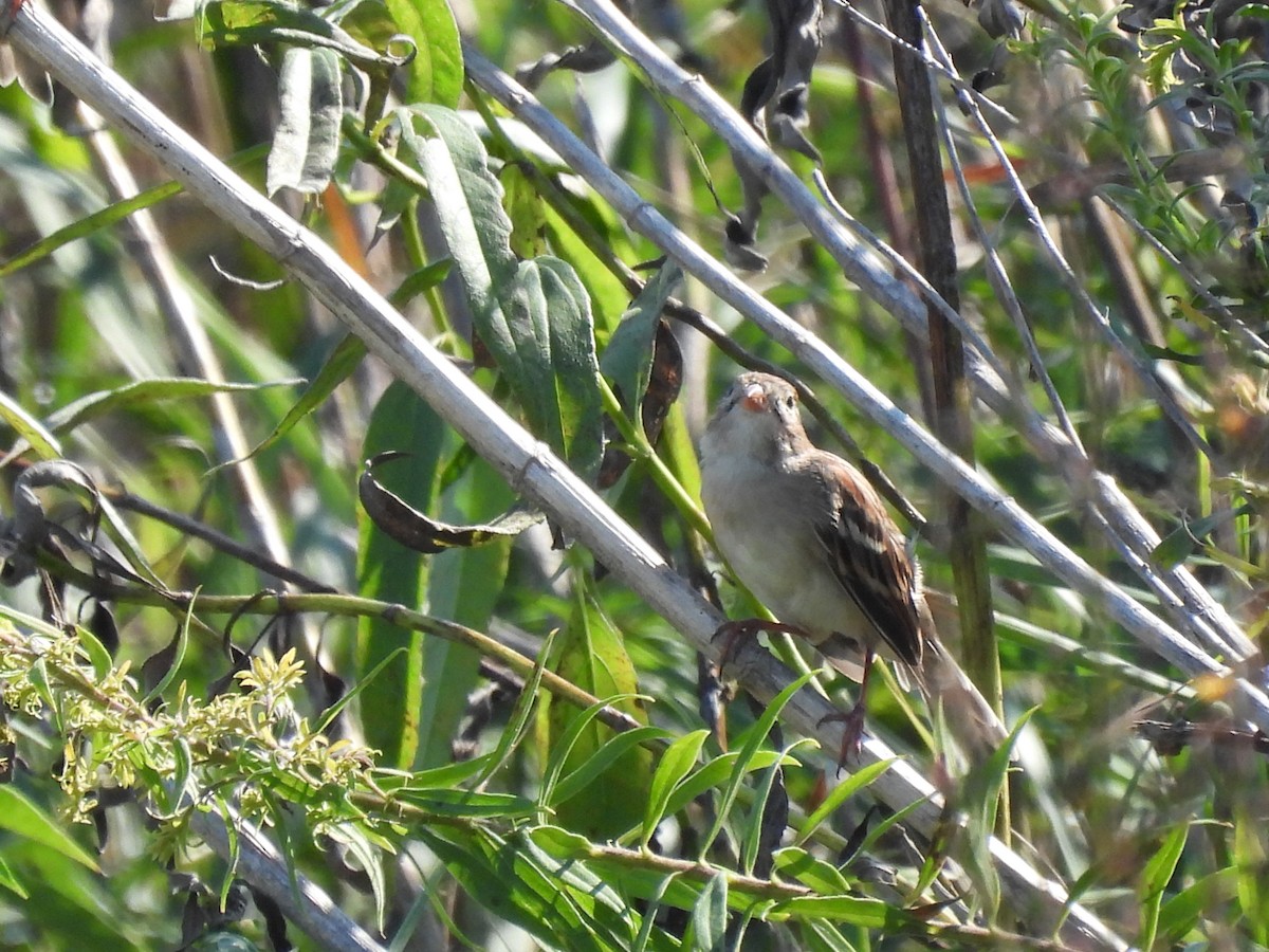 Field Sparrow - ML485964251