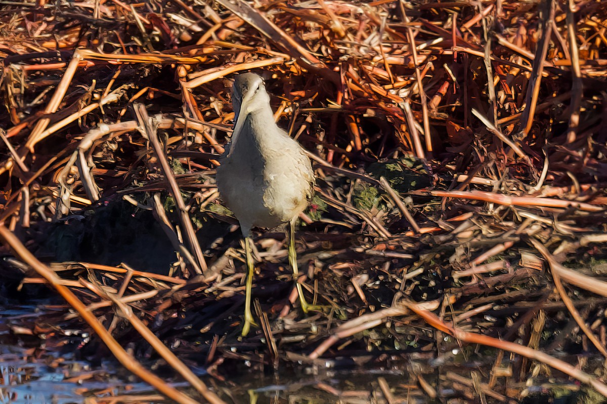 Stilt Sandpiper - George Gibbs