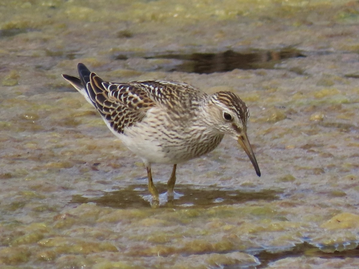 Pectoral Sandpiper - Alane Gray