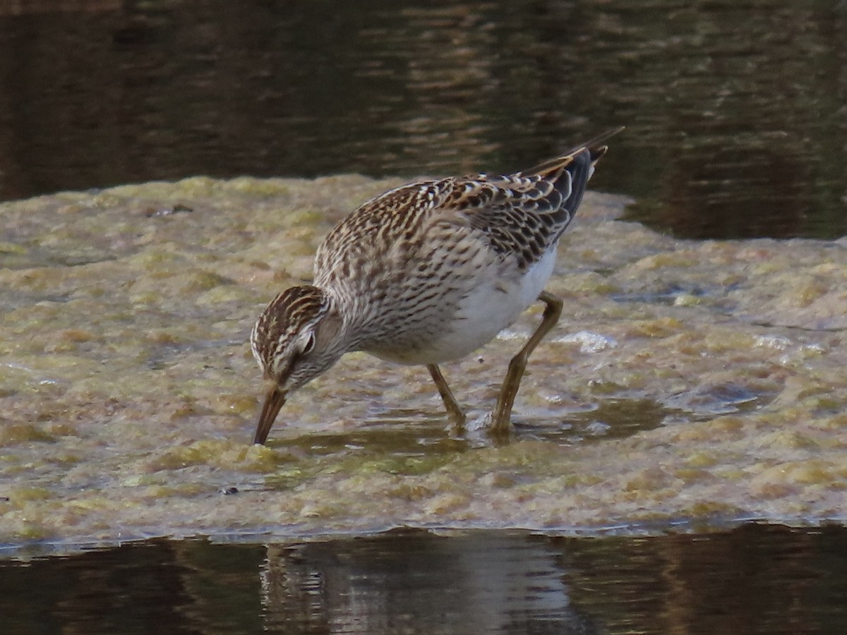 Pectoral Sandpiper - ML485964751