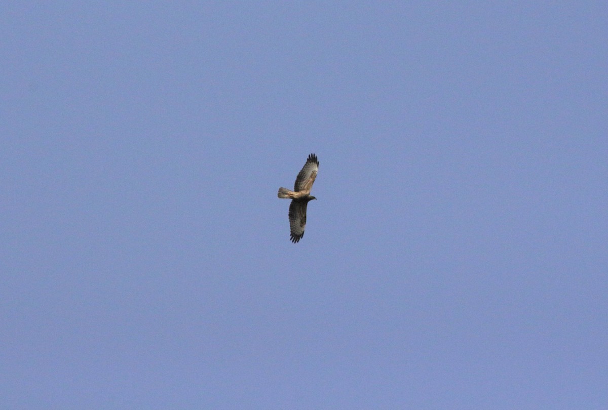 European Honey-buzzard - ML485965541