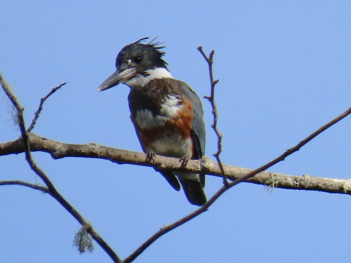 Belted Kingfisher - ML485965671
