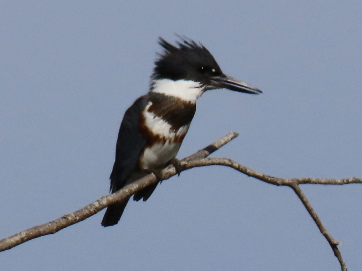 Martin-pêcheur d'Amérique - ML485965681