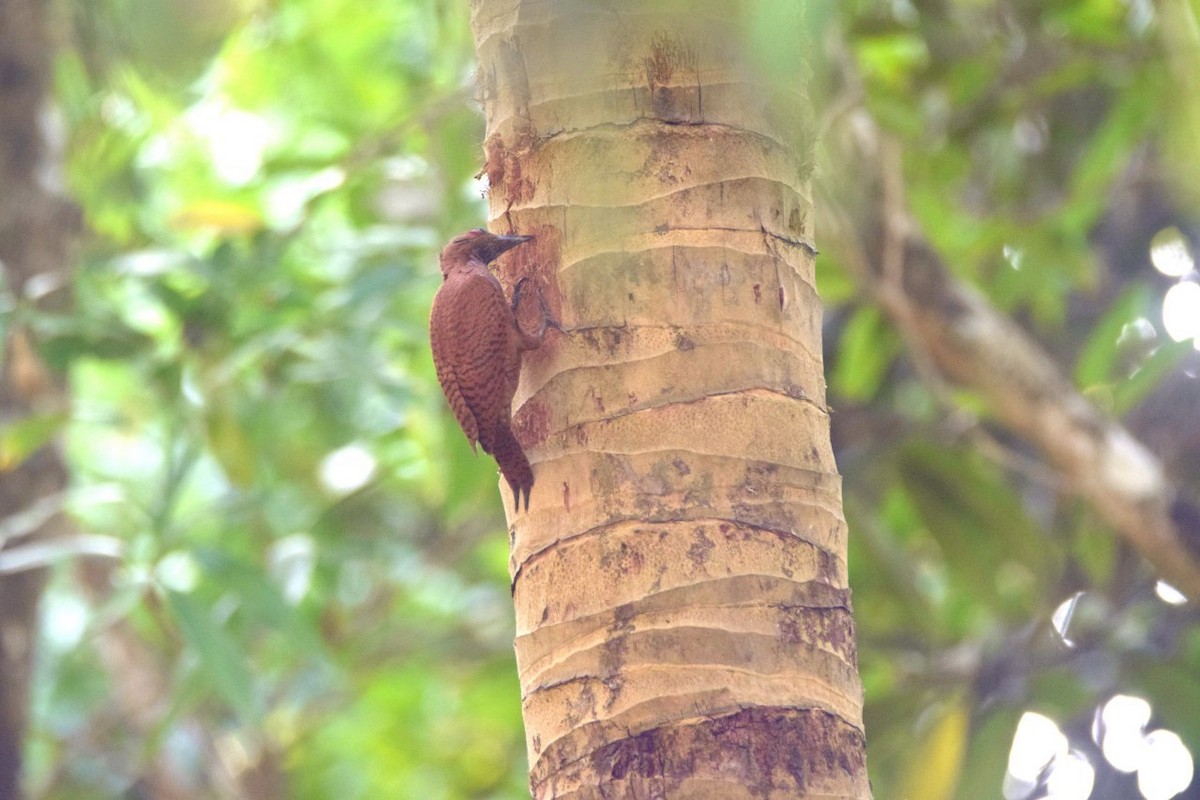 Rufous Woodpecker - ML48596591