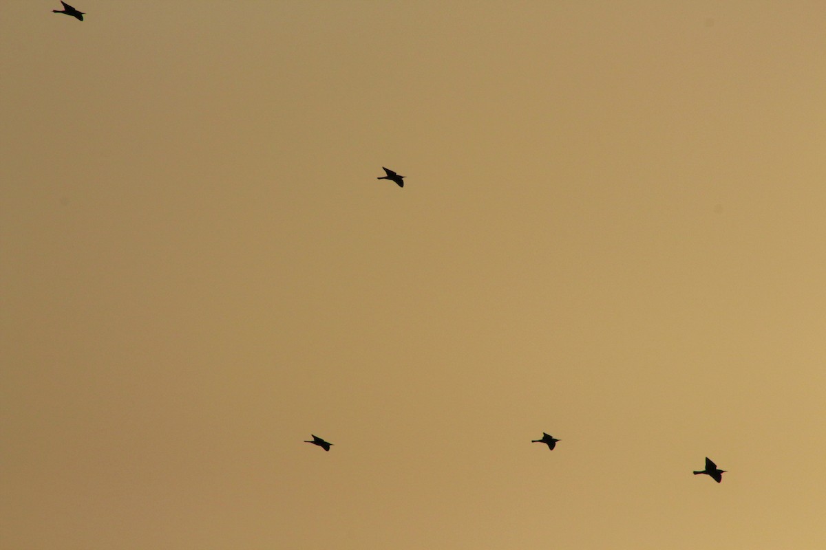 European Bee-eater - Zak Spiteri