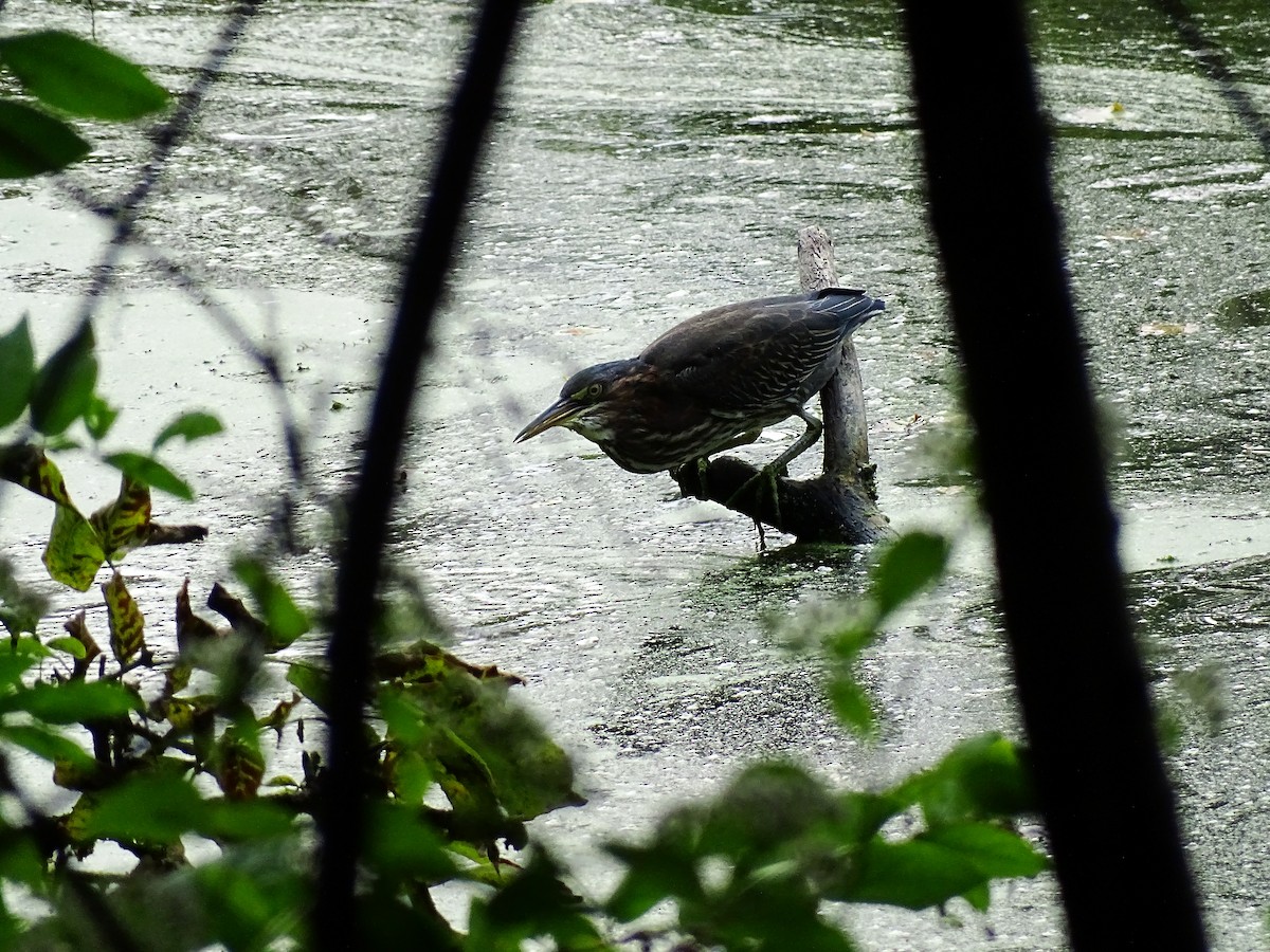 Green Heron - ML485967121