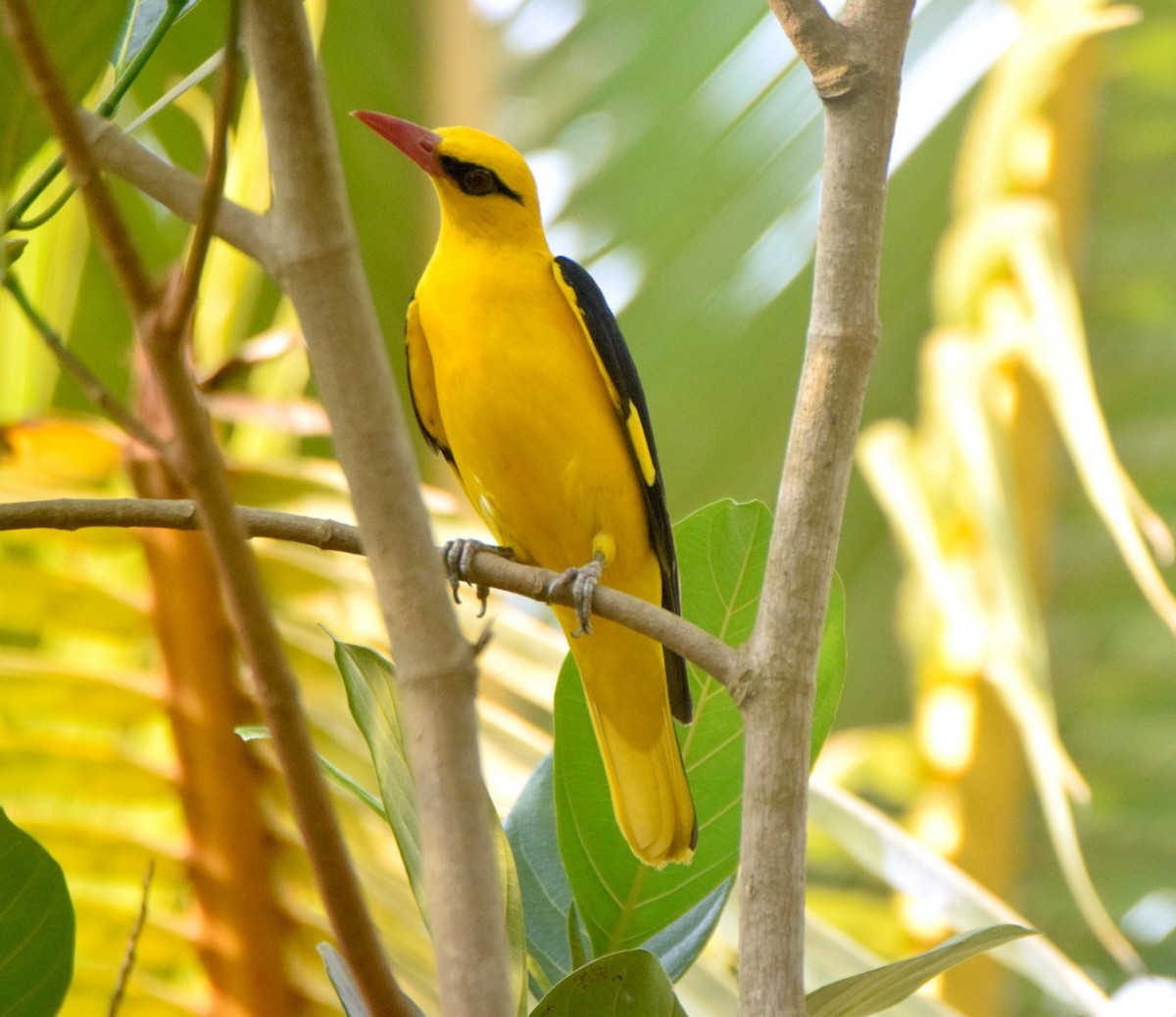 Indian Golden Oriole - ML48596801