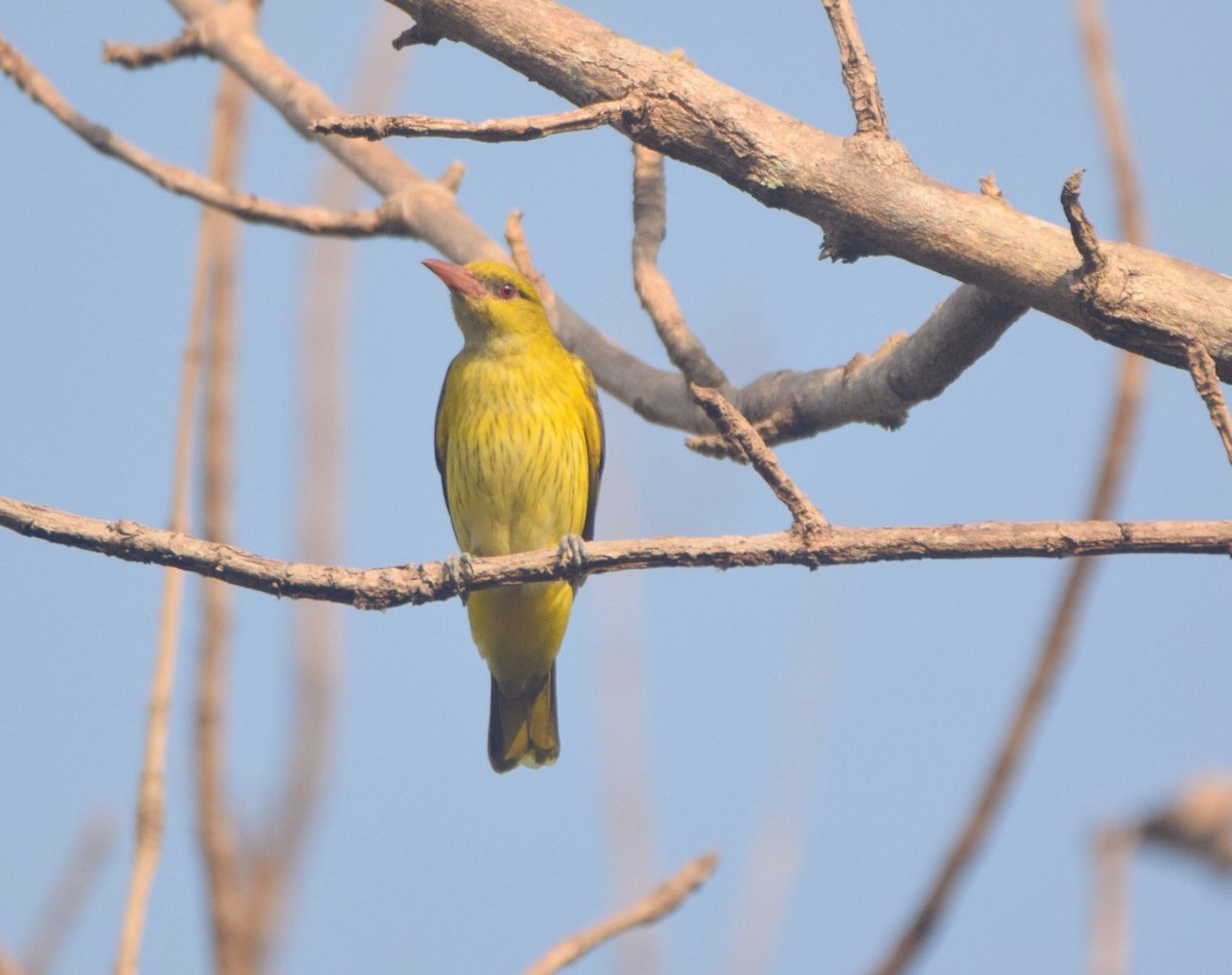 Indian Golden Oriole - ML48596821