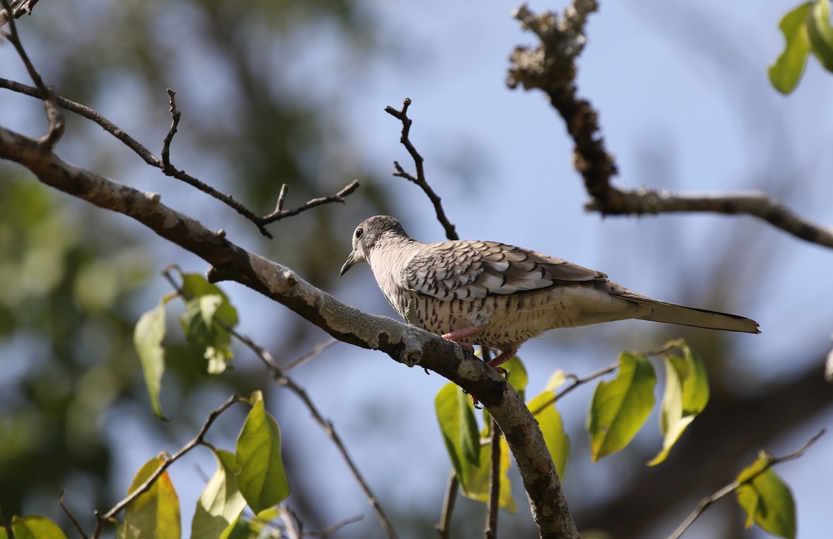 Scaled Dove - ML485969261