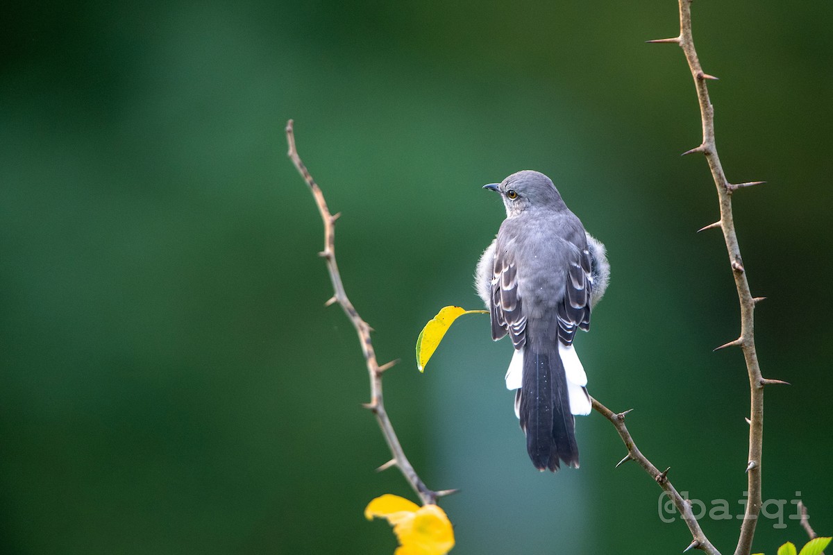 Northern Mockingbird - ML485971111