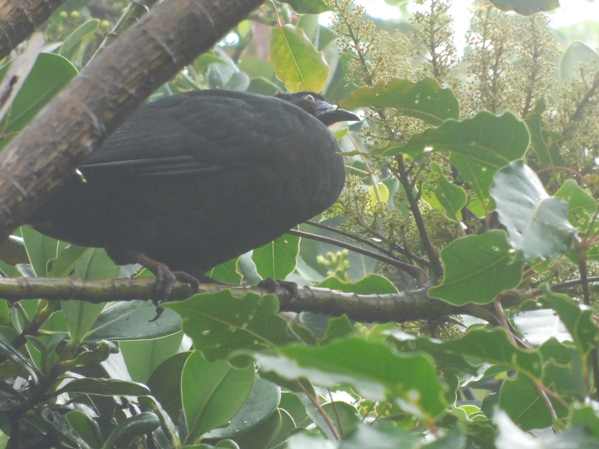 guan černý - ML48597221