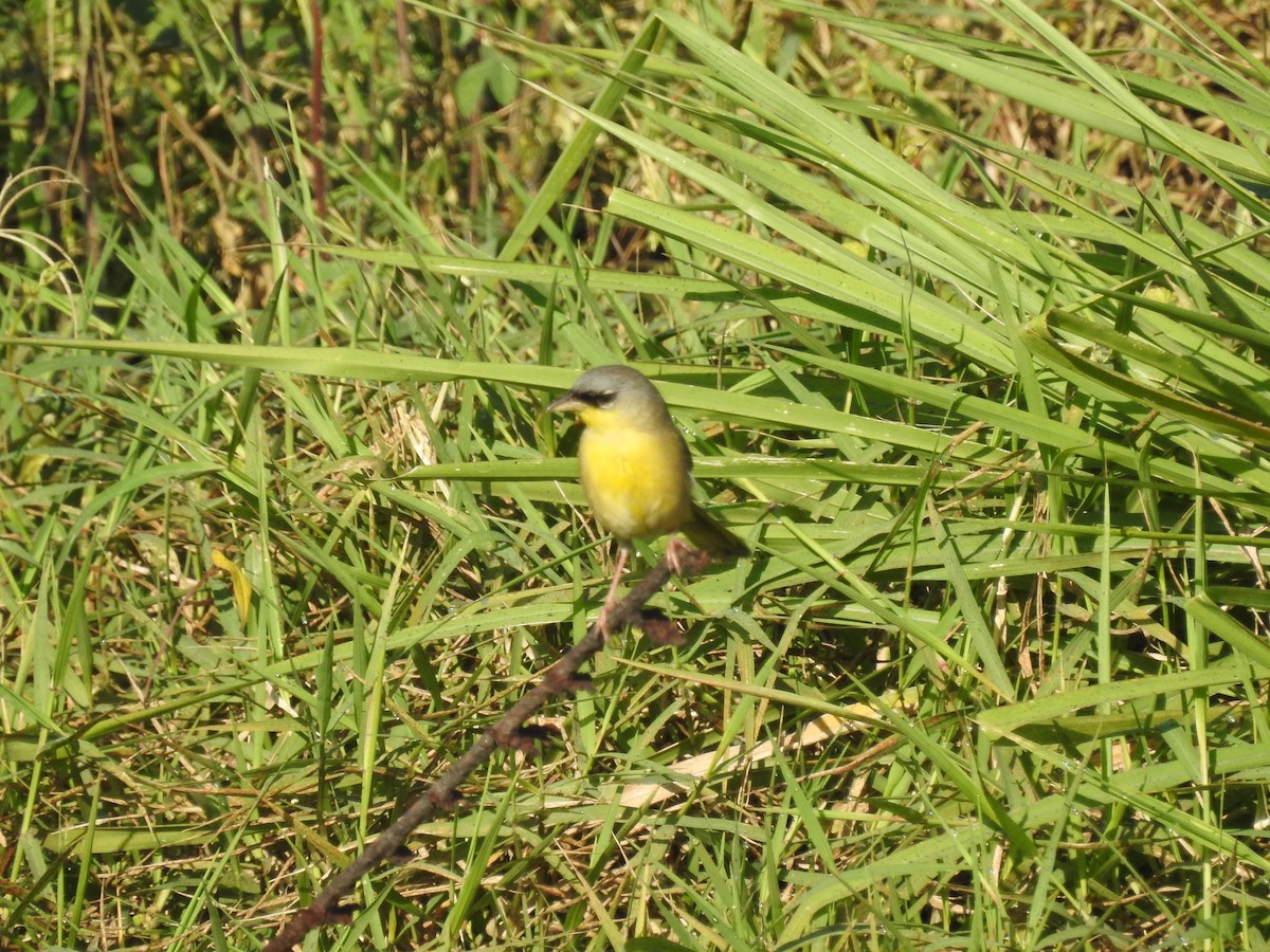 Gray-crowned Yellowthroat - ML48597351