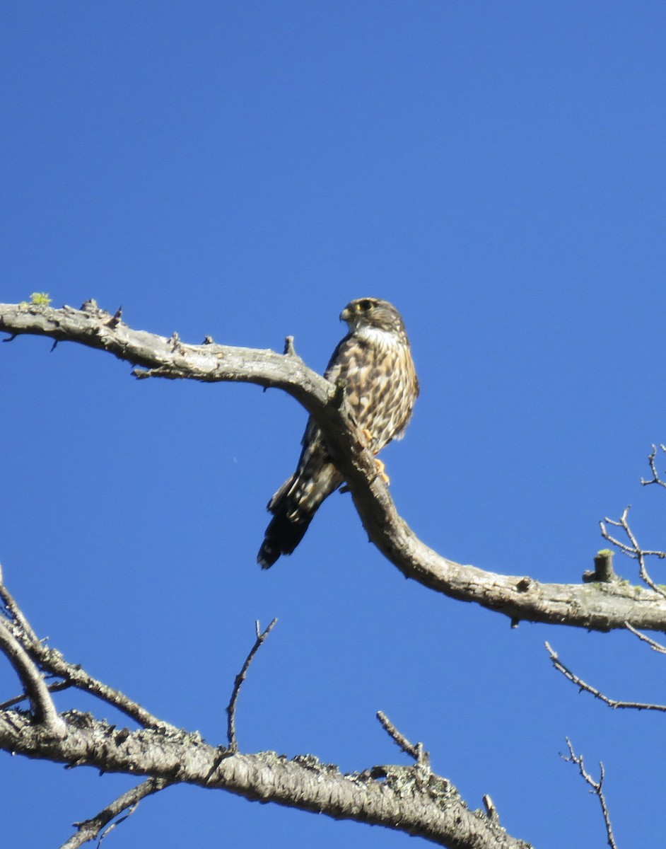 Підсоколик малий (підвид columbarius) - ML485973641