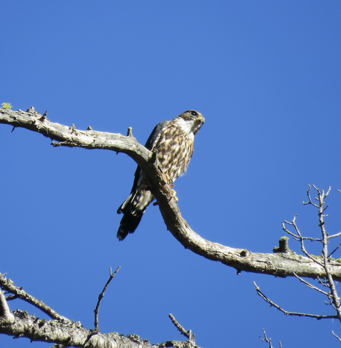 Дербник (columbarius) - ML485973651