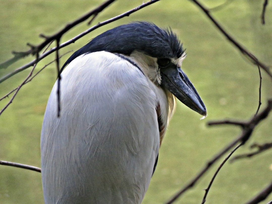 Boat-billed Heron - ML485973821